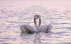 Couple of caressing white swans on the lake