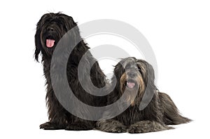 Couple of Catalan sheepdogs being together, panting photo