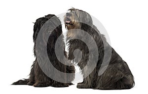 Couple of Catalan sheepdogs sitting together, panting photo