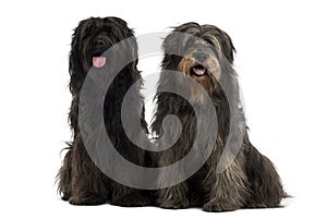 Couple of Catalan sheepdogs together, panting photo