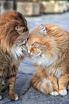 Couple of cats loving each other, lean their heads to each other