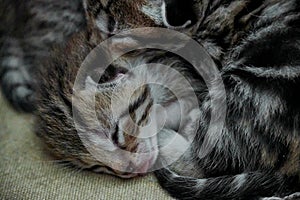 a couple of cats are sleeping together on a pillow to look as if they are