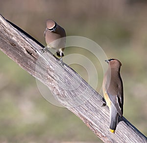 Couple of cedar waxwings, Bombycilla cedrorum, perched on a branch.