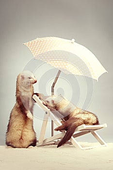 Couple of champagne ferrets - portrait on beach chair in studio