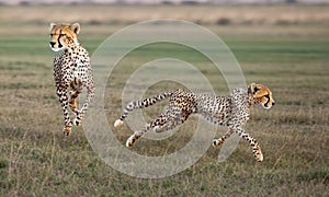 a couple of cheetah running across a field