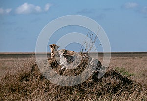 Couple of cheetahs chilling on the hill - Serengeti national park