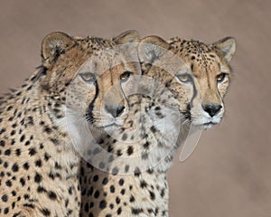 Couple of Cheetahs closeup portrait