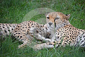 Couple of cheetahs resting in green grass