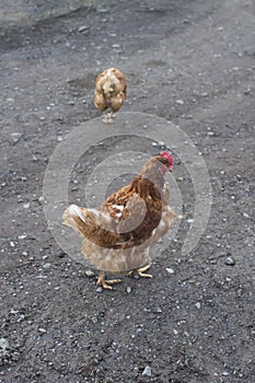 A couple of chickens scratching about on a cold morning.