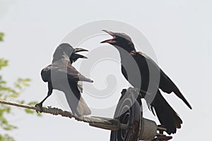 Couple of chirping, shouting crows over an electric pole in india. Both are hardly going on each other.
