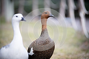 A couple of Chloephaga picta Upland goose