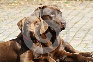 A couple chocolat Labradors laying in the yard