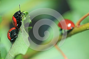 Beetle Chrysomela populi