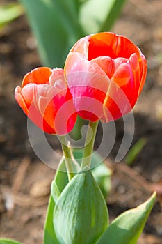 Couple of Closeup orange tulips in the garden