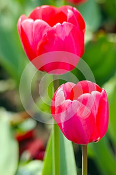 Couple of Closeup pink tulips in the garden