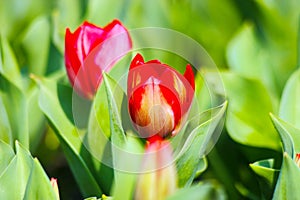 Couple of Closeup red tulips in blossom