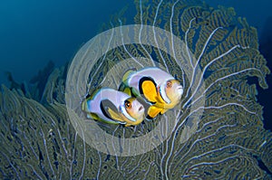Couple clow fishes with seafan plants in deep blue sea, AI generative fill
