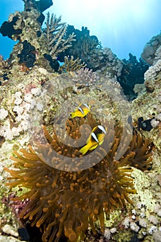 Couple of clownfish with their anemone.