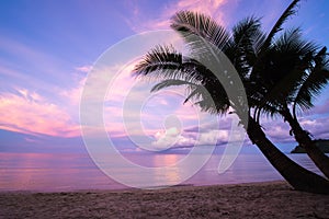 Couple coconut tree