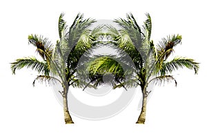 Couple of the Coconut trees growing up on the beach isolated on white background