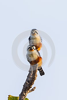 Couple of Collared Falconet (Microhierax caerulescens)