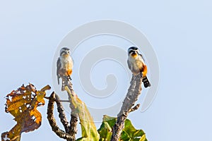 Couple of Collared Falconet (Microhierax caerulescens) photo
