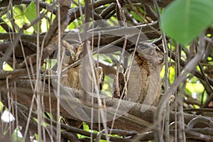 Couple of Collared Scops-Owl (Otus lettia) sitting on a branch.