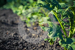 A couple of Colorado beetles reproduce on a potato leaf against the background of other plants