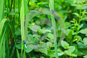 Couple of colorful Dragonfly sitting on green leaves by opening their wings in jungle of Sajek, Bangladesh