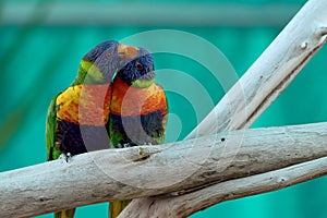 A couple of colorful parrots kissing