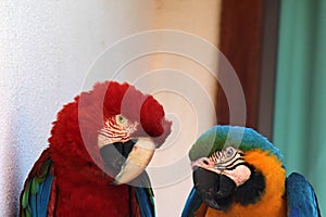A couple of colorful parrots photo