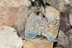 Couple of Common blue butterflies copulating in spring. photo