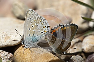 Couple of Common blue butterflies copulating in spring. photo