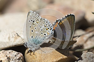 Couple of Common blue butterflies copulating in spring. photo