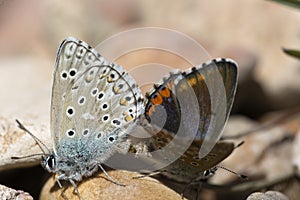 Couple of Common blue butterflies copulating in spring. photo