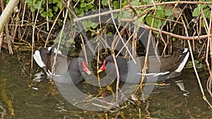 Couple of common moorhen swimming in the water