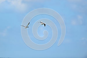 Couple common shelduck flying in the air