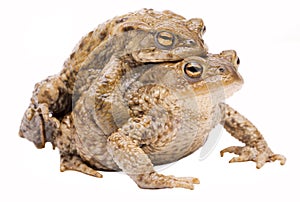 Couple of common toads Bufo bufo on white