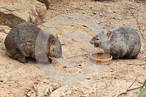 Couple of common wombats