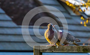 Couple of common wood doves being intimate together, common pigeons of europe