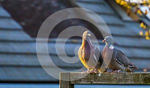 Couple of common wood doves sitting together on a wooden beam, common pigeons of europe