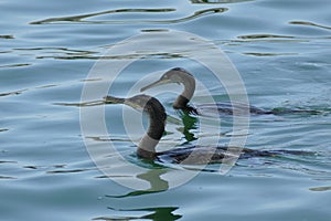 Couple of cormorant swimming