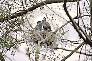 Couple of cormorants sitting in the nest in a  tree
