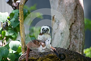 Couple of cotton-top tamarin (Saguinus oedipus) in a zoo