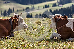 couple of cows