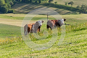 couple cows in meadow landscape