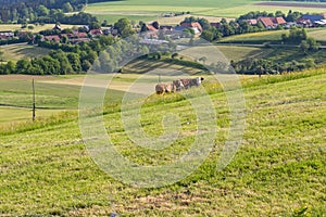 couple cows in meadow landscape