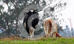 Couple of cows