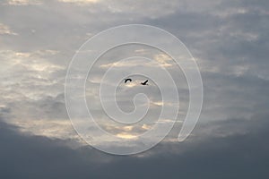 Couple of cranes against cloudy sky, Germany photo