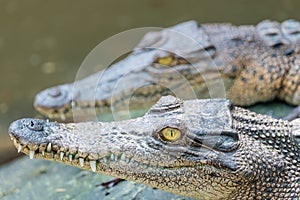 Couple of crocodiles sitting on the rock in the pond at the mini zoo crocodile farm